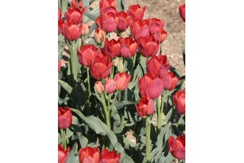 RED GEORGETTE